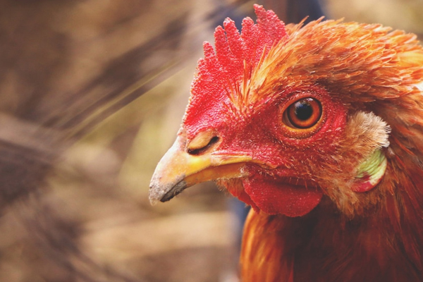 Sensibilisation sur l’influenza aviaire